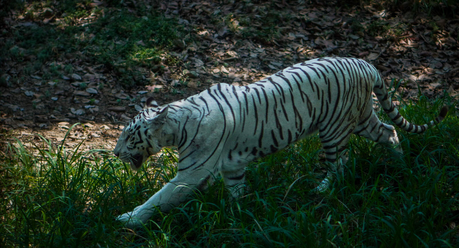 White Bengal Tiger
