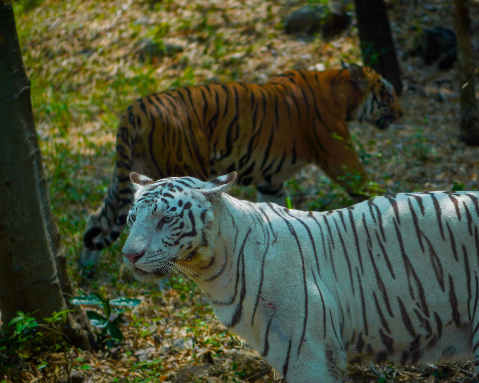 White Bengal Tiger and Bengal Tiger