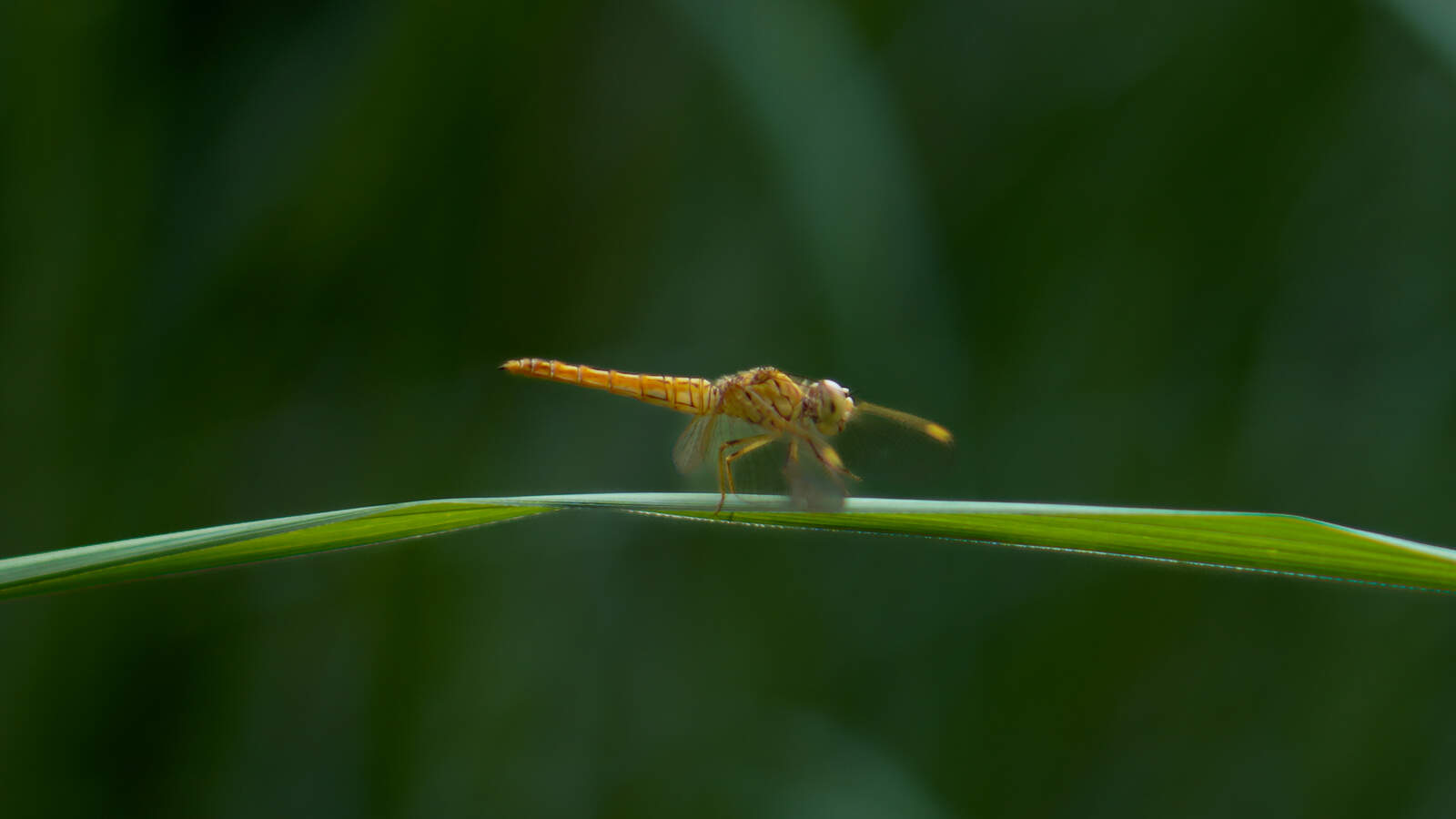 Wildlife Photography